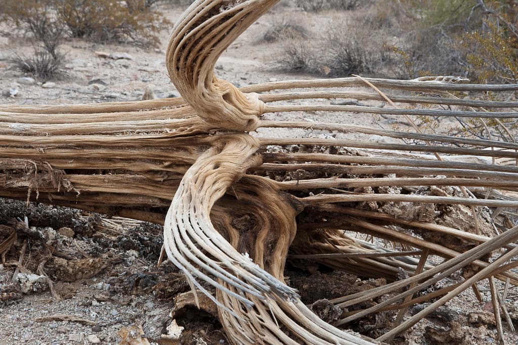 Sonoran Desert National Monument