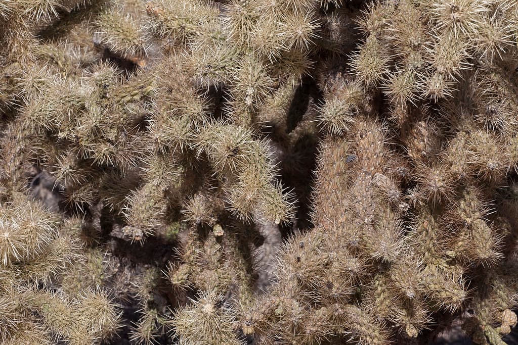 Sonoran Desert National Monument