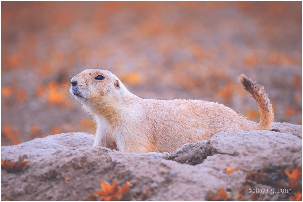 Prairie Dog