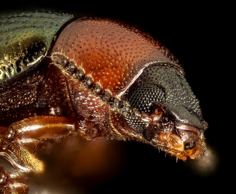 Animal, beetle, blackbackground
