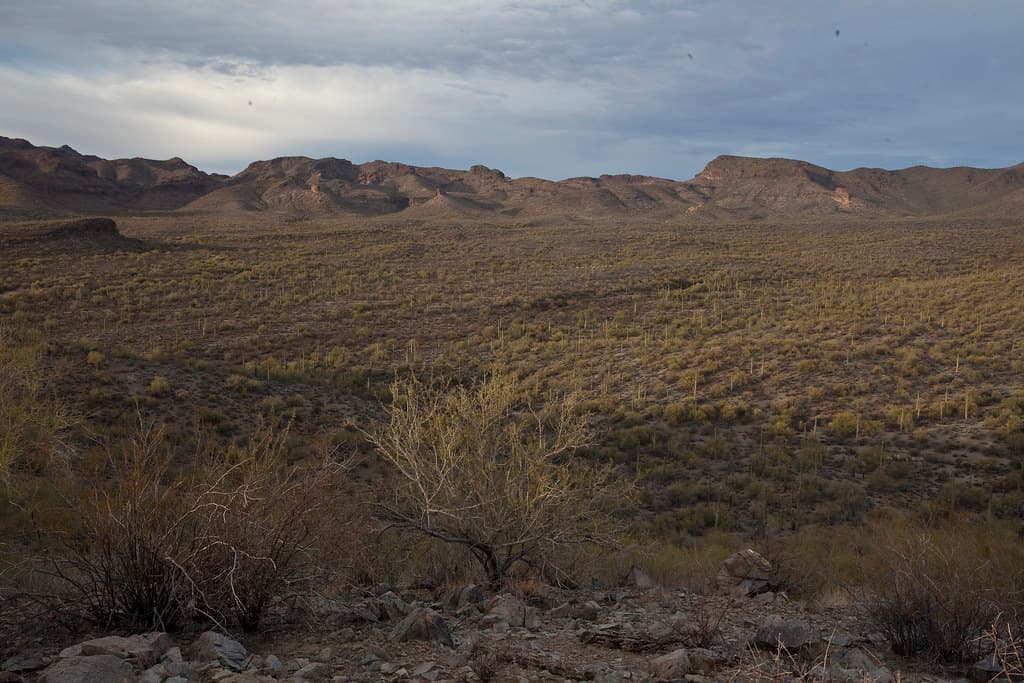Sonoran Desert National Monument