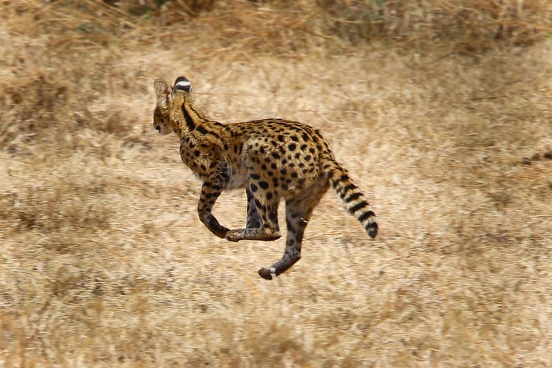 Wild cat on the run