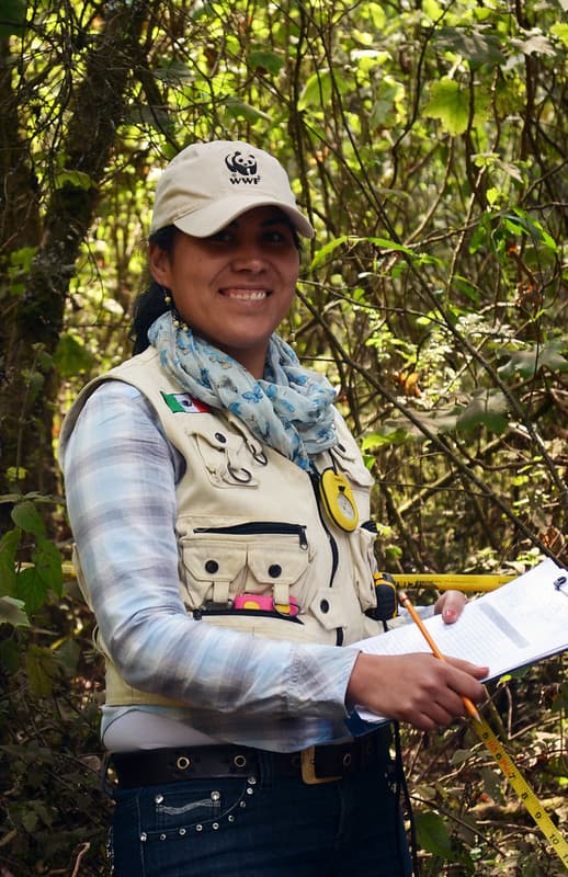 A WWF - Mexico volunteer monitoring monarch populations.