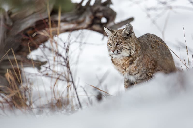 Bobcat along the Madison River