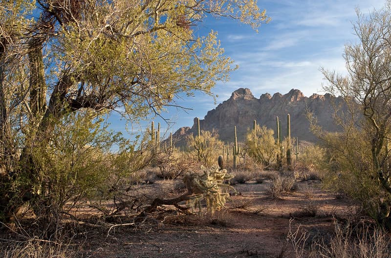 Ironwood Forest National Monument