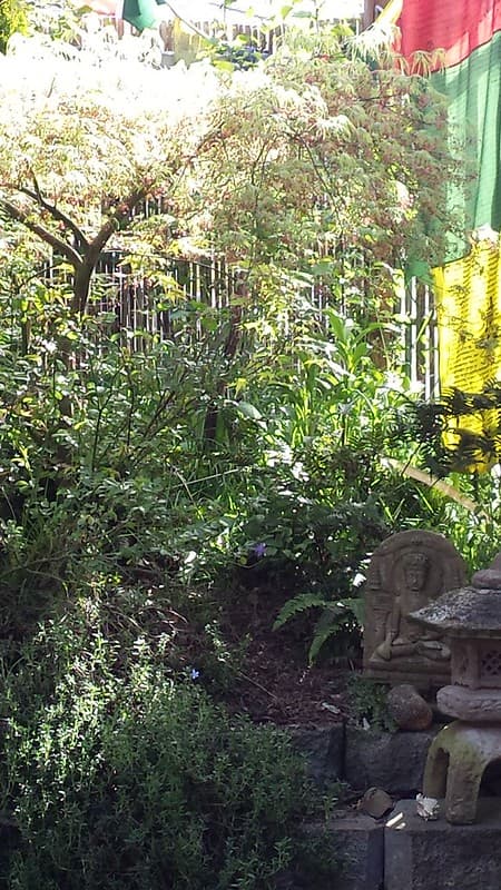 Bamboofence, japanesemaple, morning