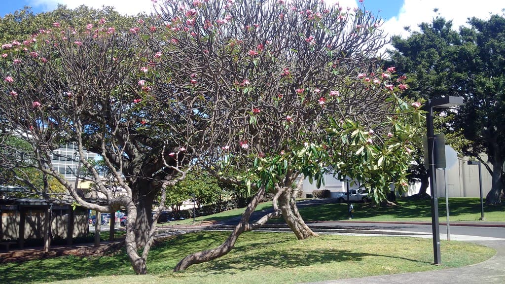Foliage, lamp, plumeria