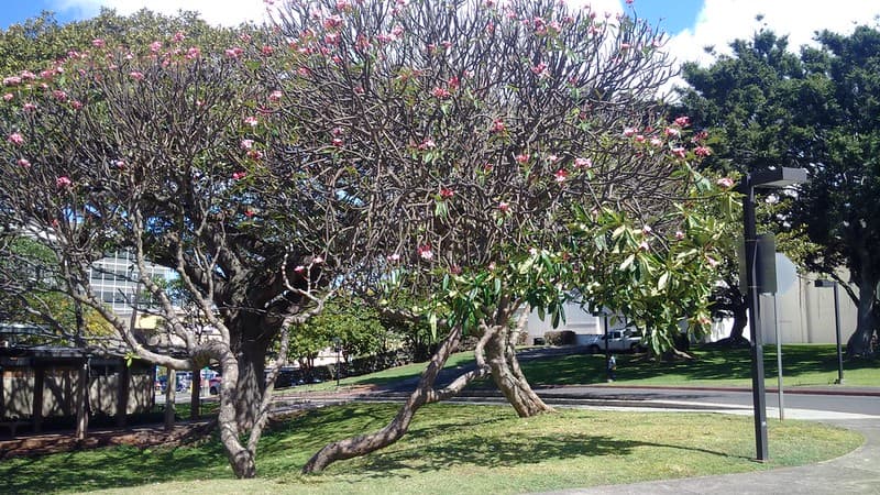 Foliage, lamp, plumeria