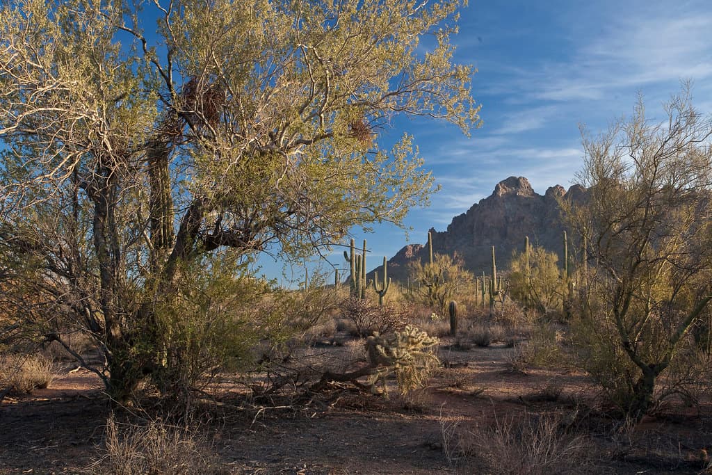 Ironwood Forest National Monument