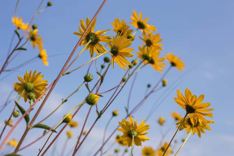 Flowers in the sky