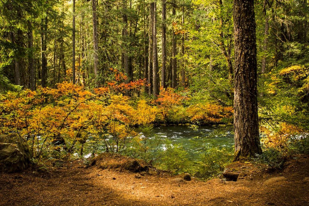 Fall color McKenzie River, Oregon