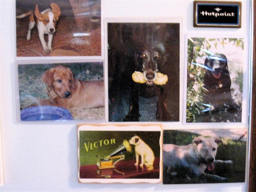 Fridge Dog Fame Wall