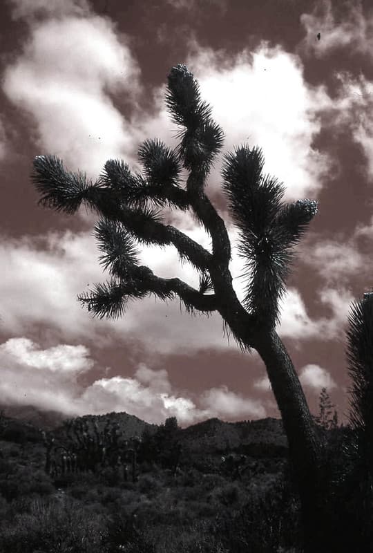 Joshua Tree sky, California Classic Desert Nature