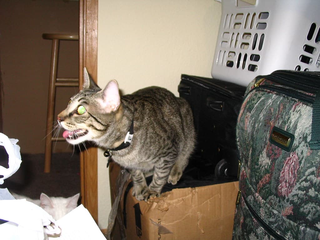 Radar panting and trying to reach lure toy 3