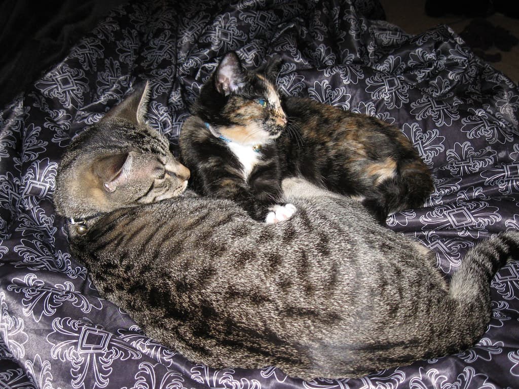 Radar and Harlequin lying together 2