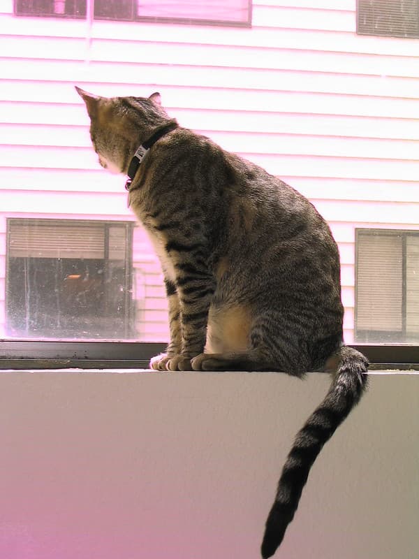 Radar sitting on windowsill 4