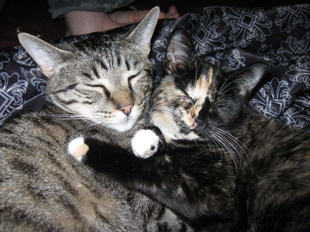 Radar and Harlequin hugging