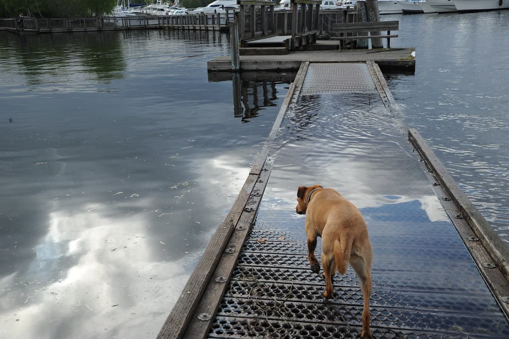 Arboretum, dog, foster