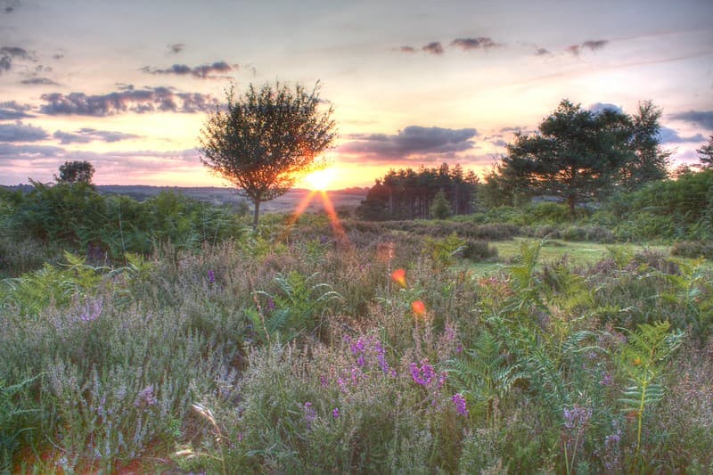 Sunrise in New Forest
