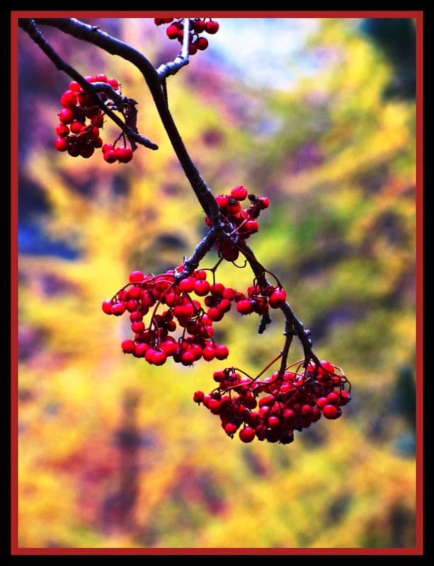 Red Berries in a Yellow Forest
