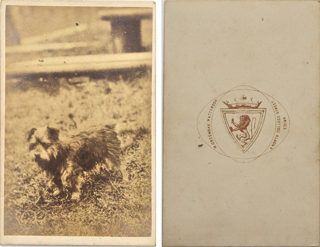 Animal, cartedevisite, cdv