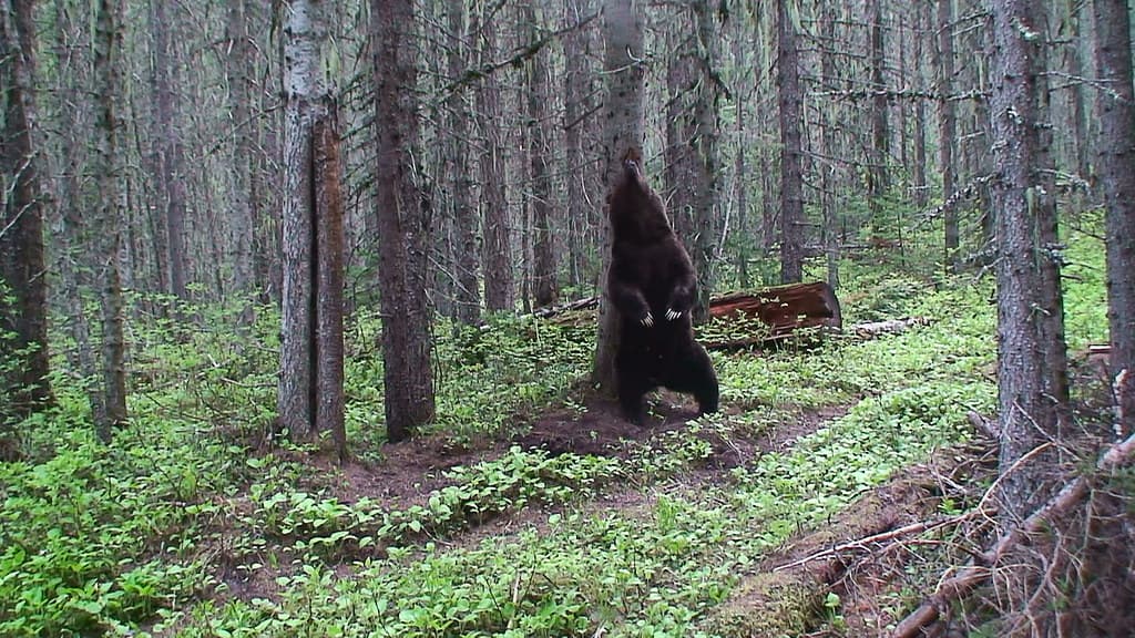 Grizzly bear rubbing on a tree (Northern Divide Grizzly Bear Project)