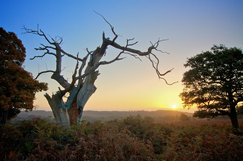 New Forest Sunrise