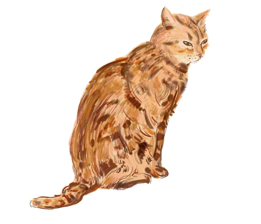 Cat's sketch