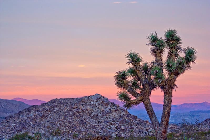 Joshua tree at sunset