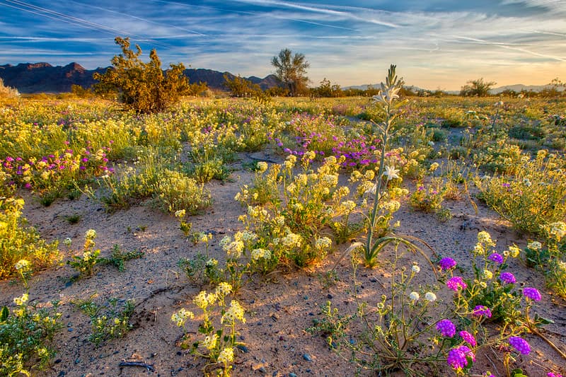 Desert Lily Preserve
