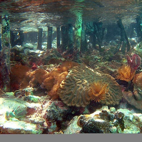 Bleaching, caribbean, carolinerogers