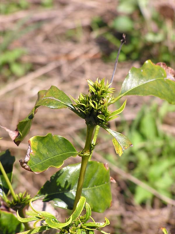 Coffee: Glyphosate herbicide injury