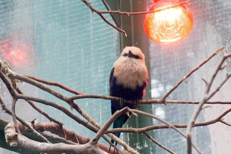 Blue-bellied roller sitting under heat lamp at Oakland Zoo