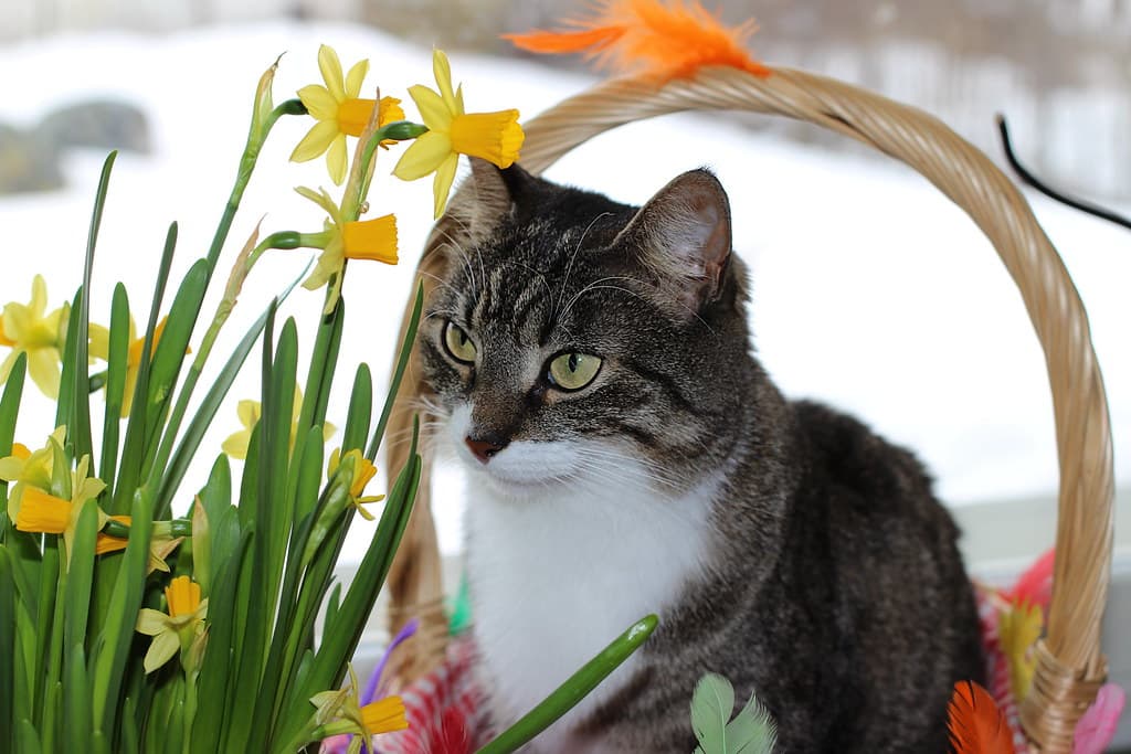 Miisa the Easter Cat