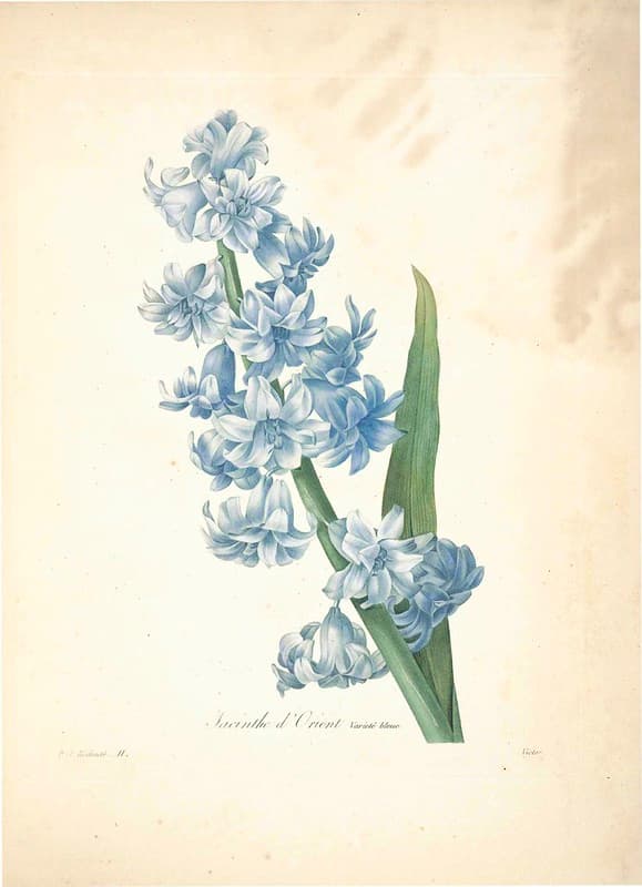 Botanical, botany, flowers