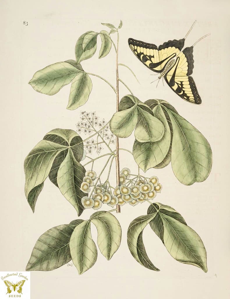 Thcentury, botanical, botany