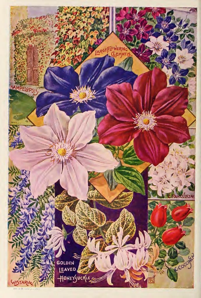 Clematis. John Lewis Childs, Inc. (1900)