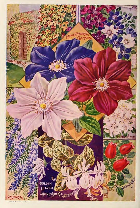 Clematis. John Lewis Childs, Inc. (1900)