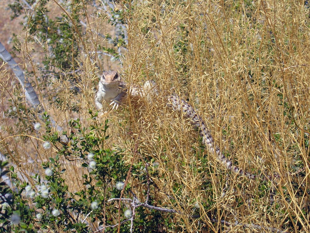 Desert iguana (Dipsosaurus dorsalis)