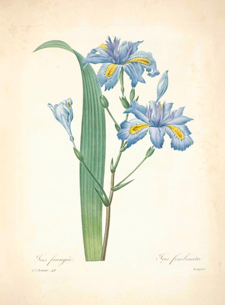 Botanical, botany, flowers