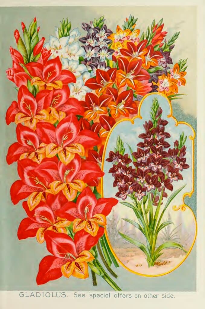 Gladiolus. John Lewis Childs 1895