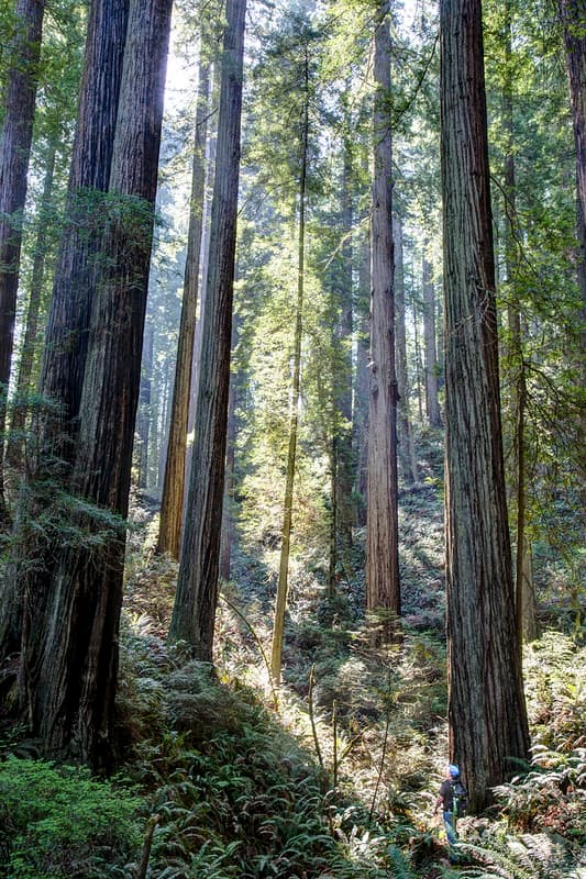 Headwaters Forest Reserve