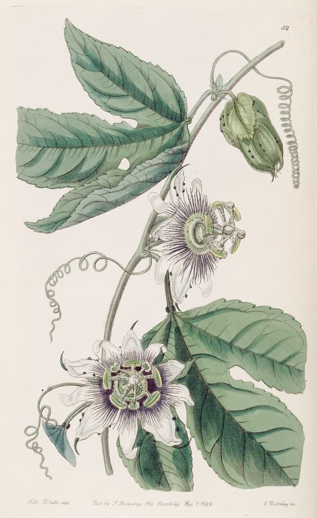 Passiflora edulis - Passion Fruit.