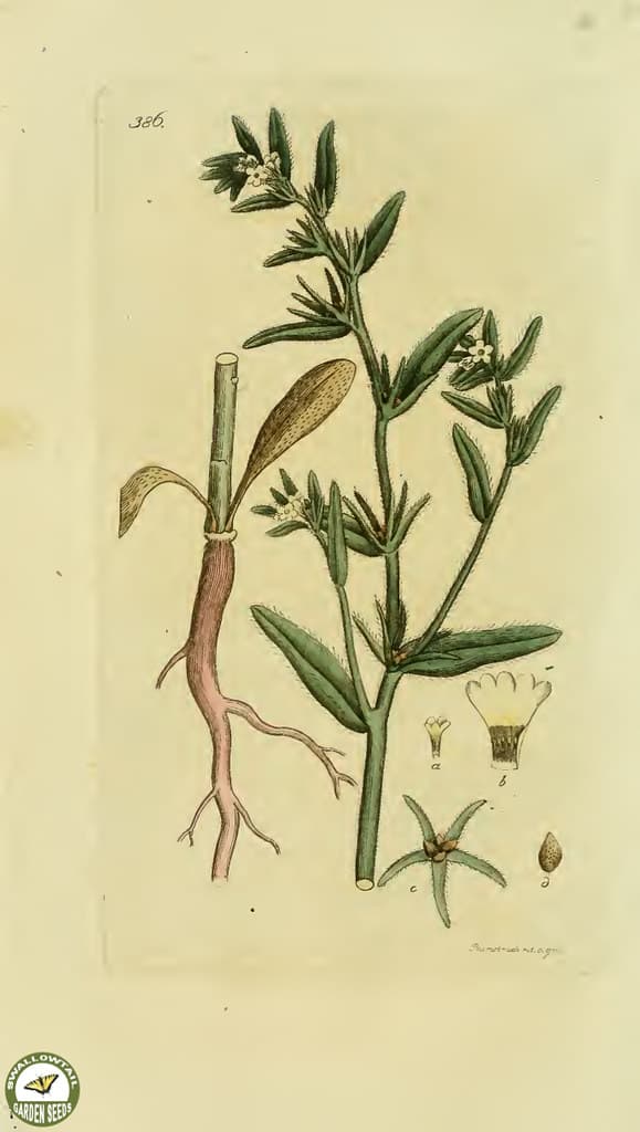 Botanical, botany, flowers