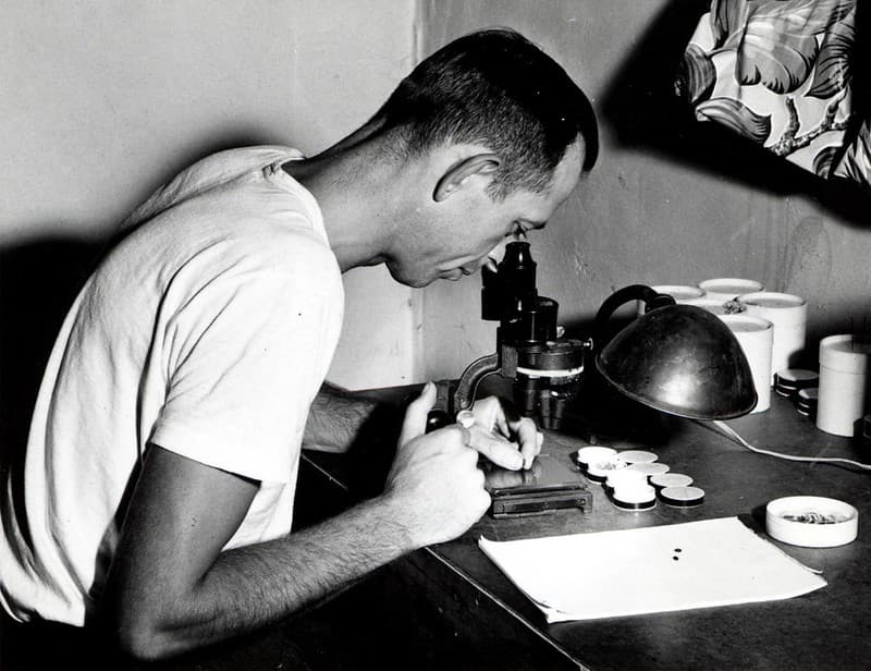 Binocularmicroscope, entomologist, entomology