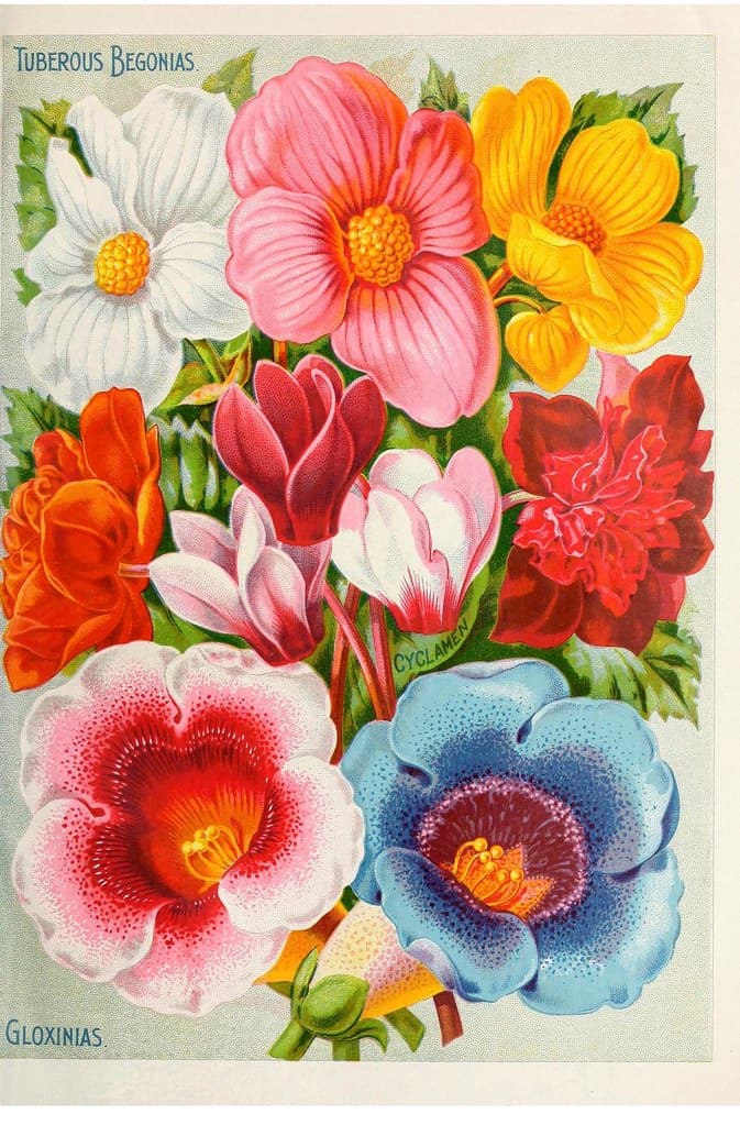Begonia, cyclamen, and gloxinia. John Lewis Childs, (1896)