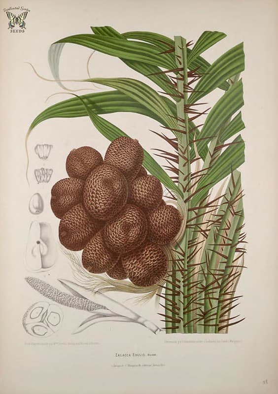 Thcentury, botanical, botany