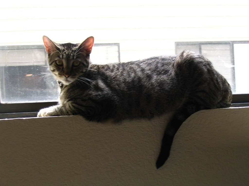 Radar lying on windowsill 3