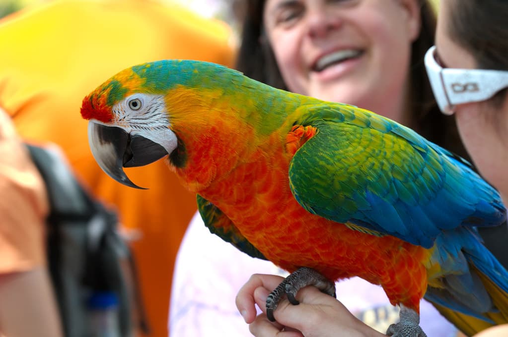 Parrot on hand side
