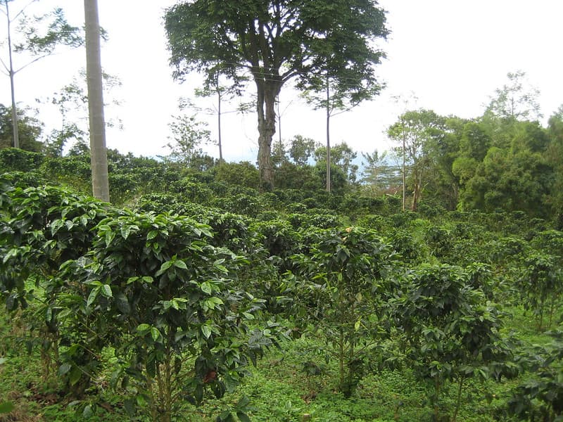 Coffee farm in Colombia